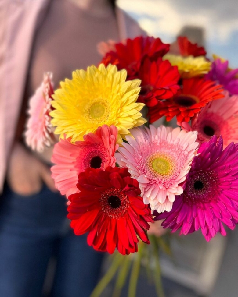 С чем сочетаются герберы