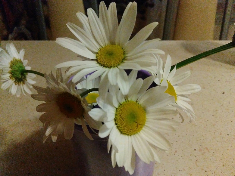 Букет ромашек