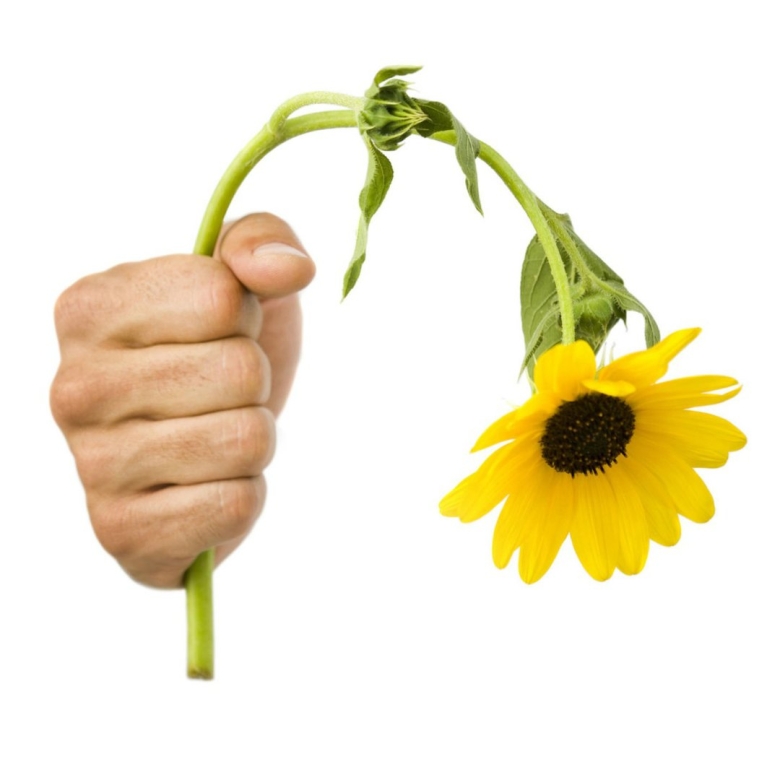 Вялый цветок в руках