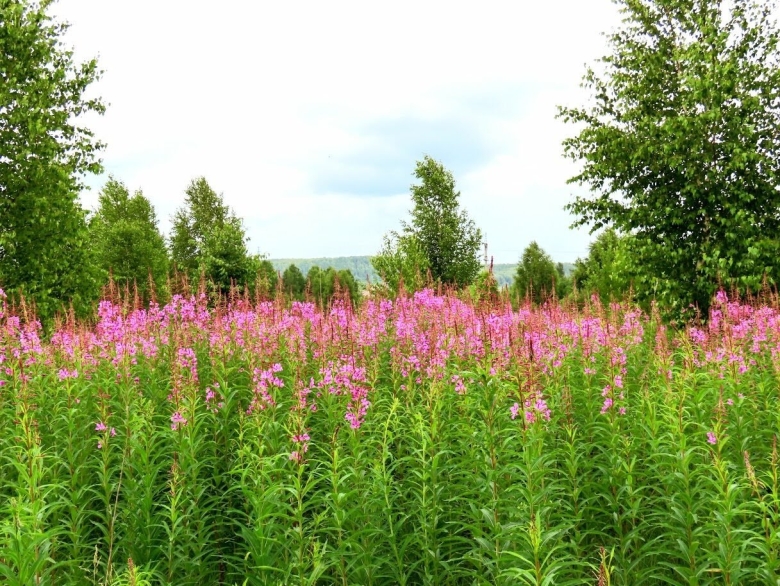 Кипрей узколистный иван чай