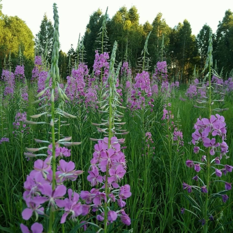 Цветы похожие на кипрей