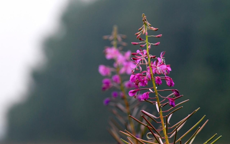 Кипрей узколистный