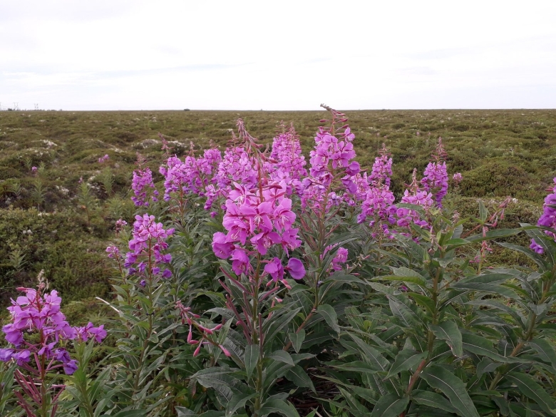 Кипрей Дальневосточный