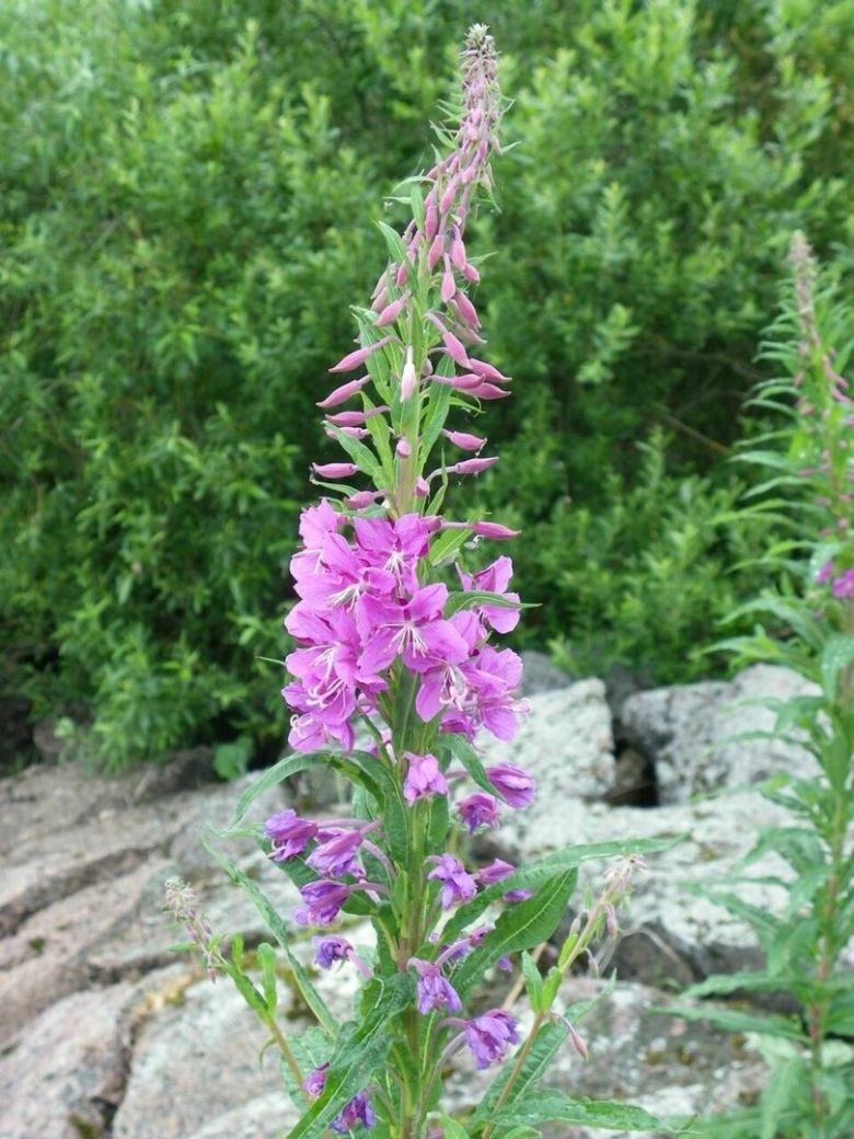 Кипрей узколистный