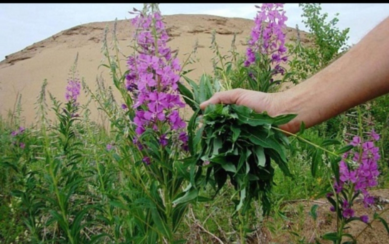 Кипрей узколистный