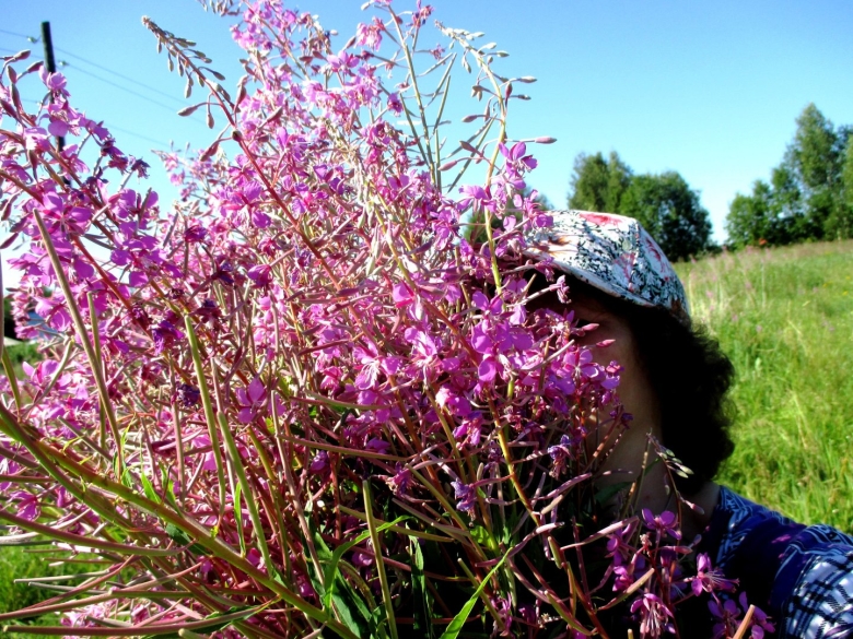 Иван чай колхидский