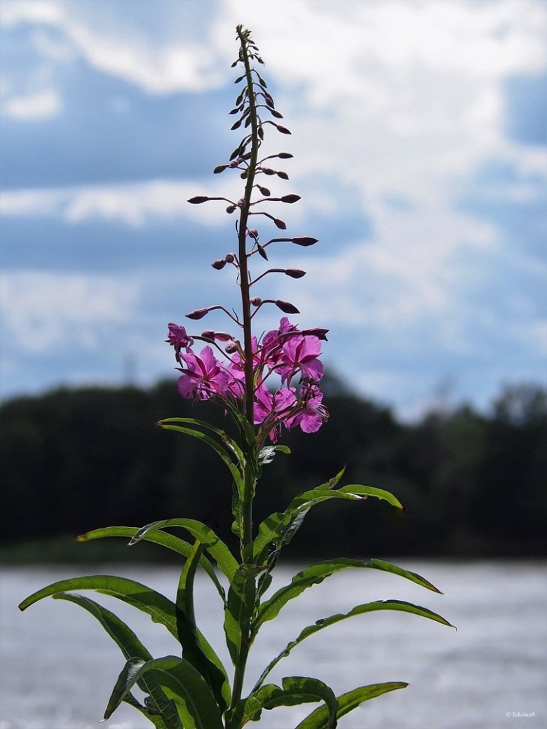 Кипрей узколистный