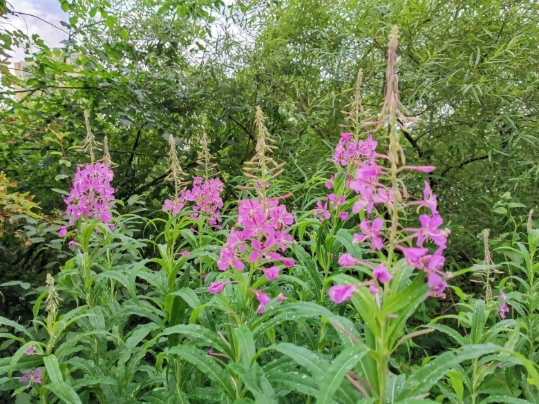 Кипрей узколистный