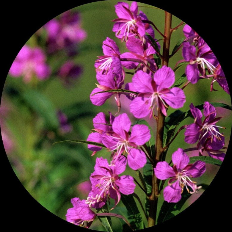 Кипрей узколистный лист