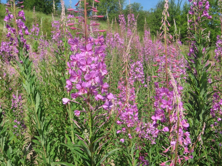 Кипрей узколистный семена