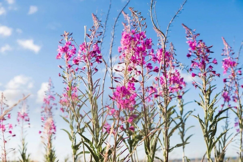 Растение кипрей узколистный