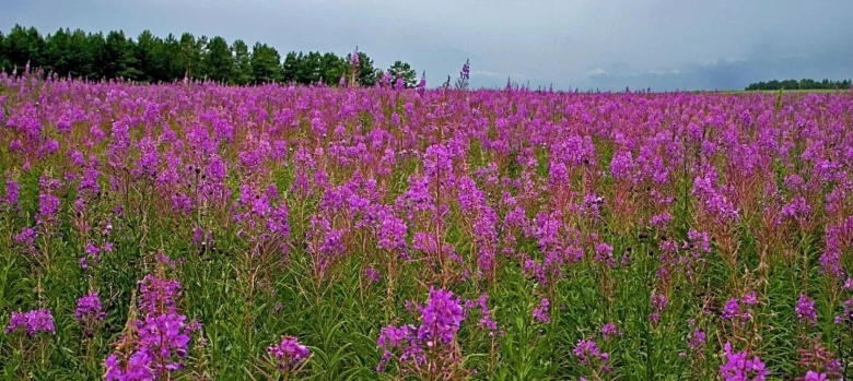 Иван чай кипрей