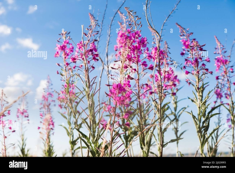 Растение кипрей узколистный