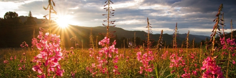 Кипрей узколистный