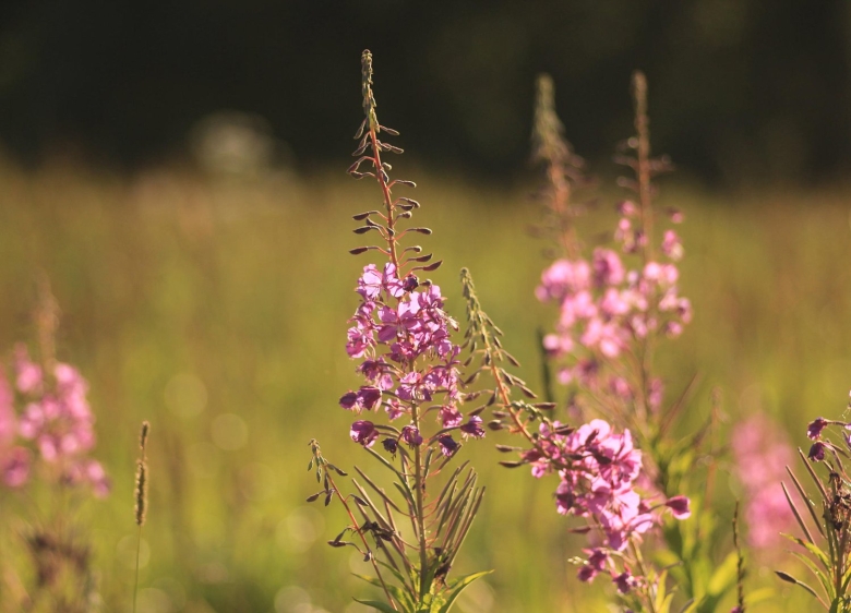 Цветущий Иван чай