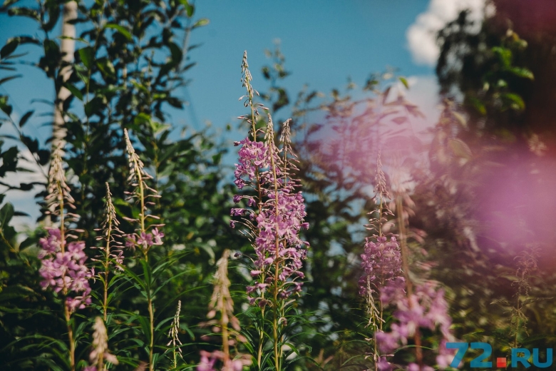 Иван чай колхидский