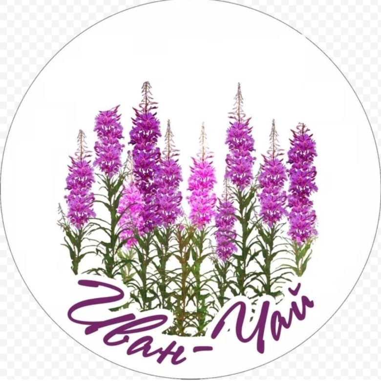 Иван чай узколистный