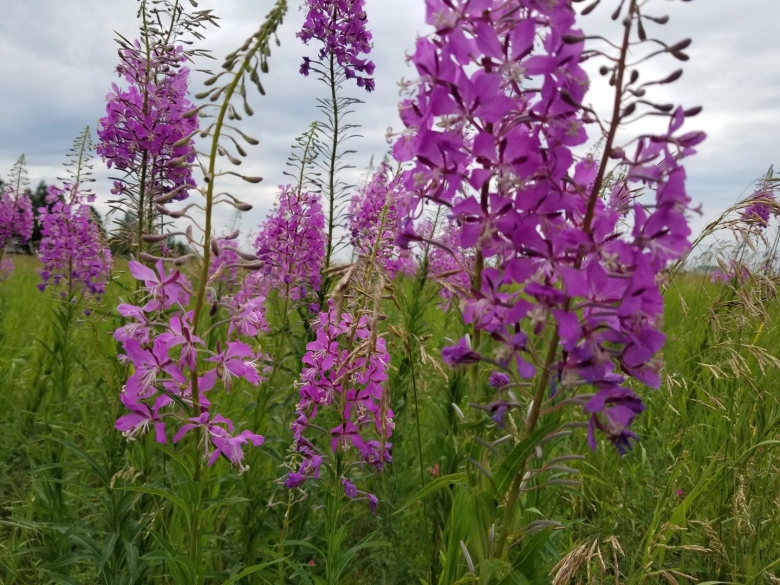 Иван чай мелкоцветковый