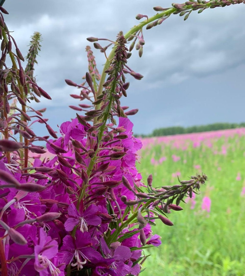Иван чай соцветие рисунок