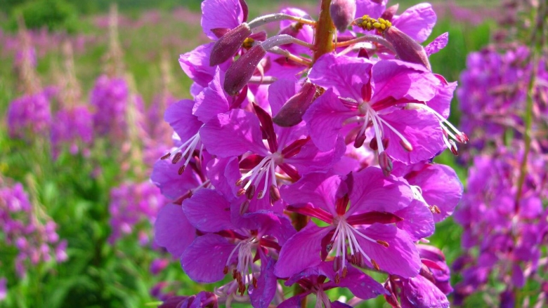 Кипрей узколистный