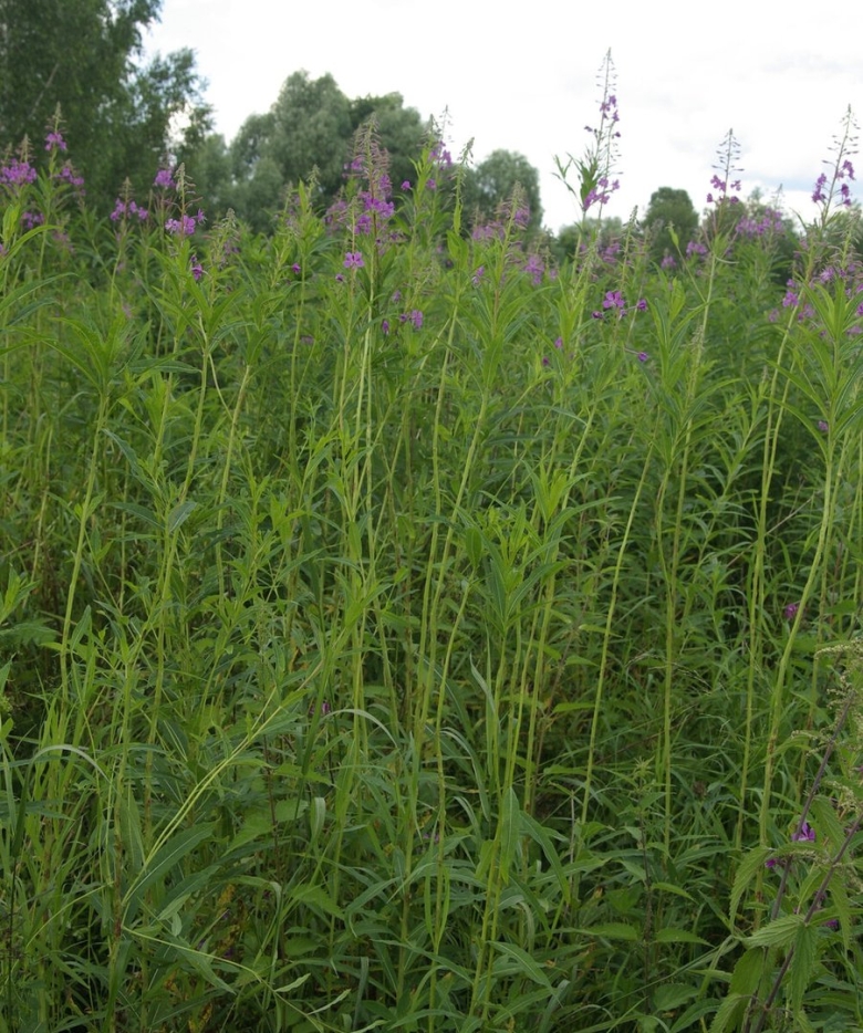 Иван чай растение