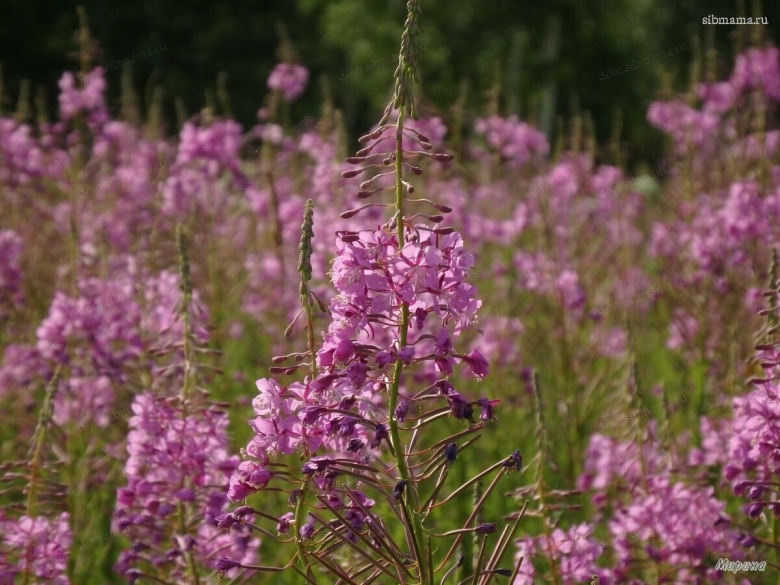 Иван чай на пожарищах