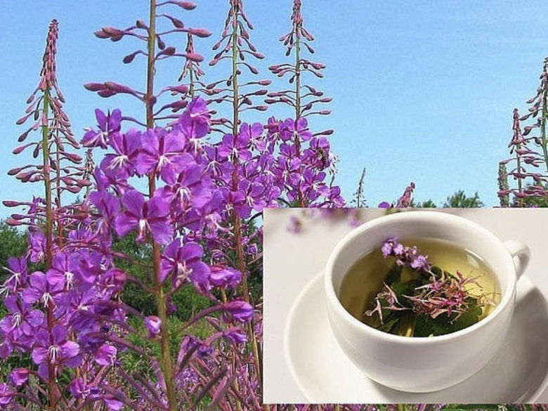 Кипрей узколистный