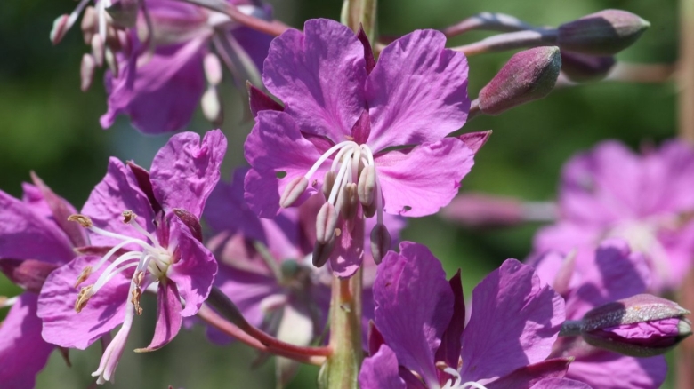 Кипрей узколистный