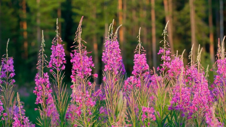 Кипрей узколистный