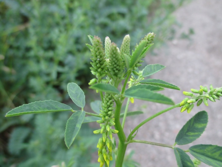 Melilotus officinalis