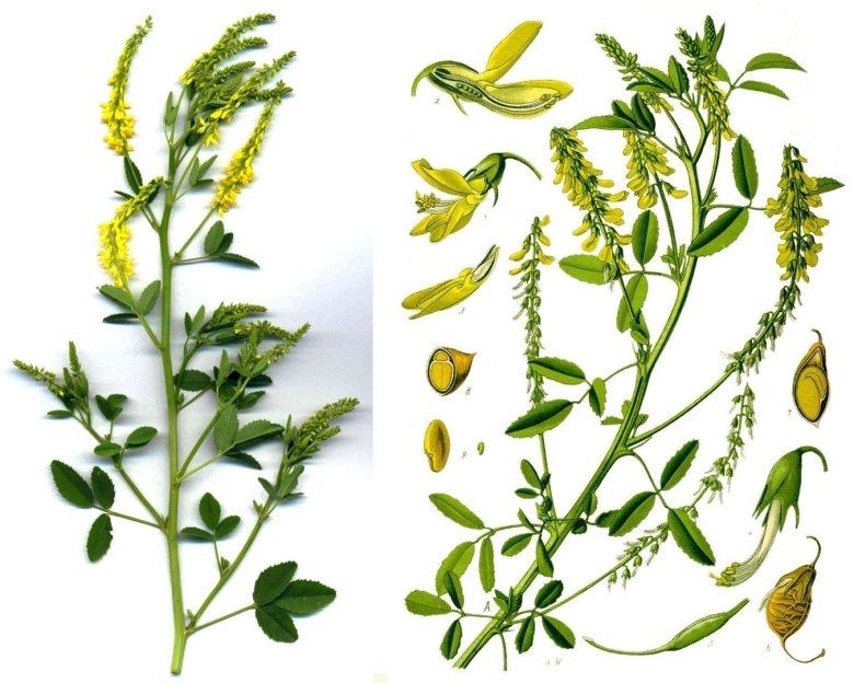 Донник лекарственный