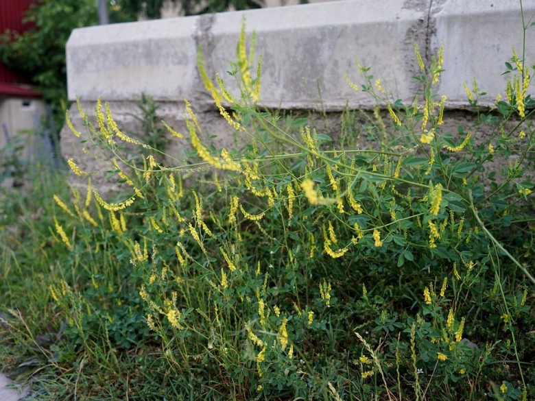 Съедобные сорняки