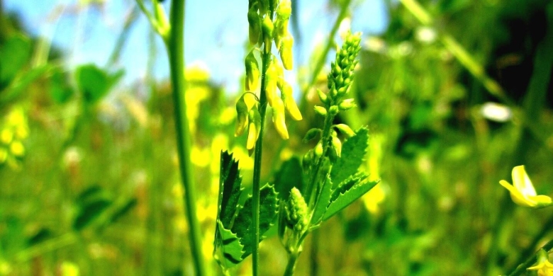 Melilotus officinalis