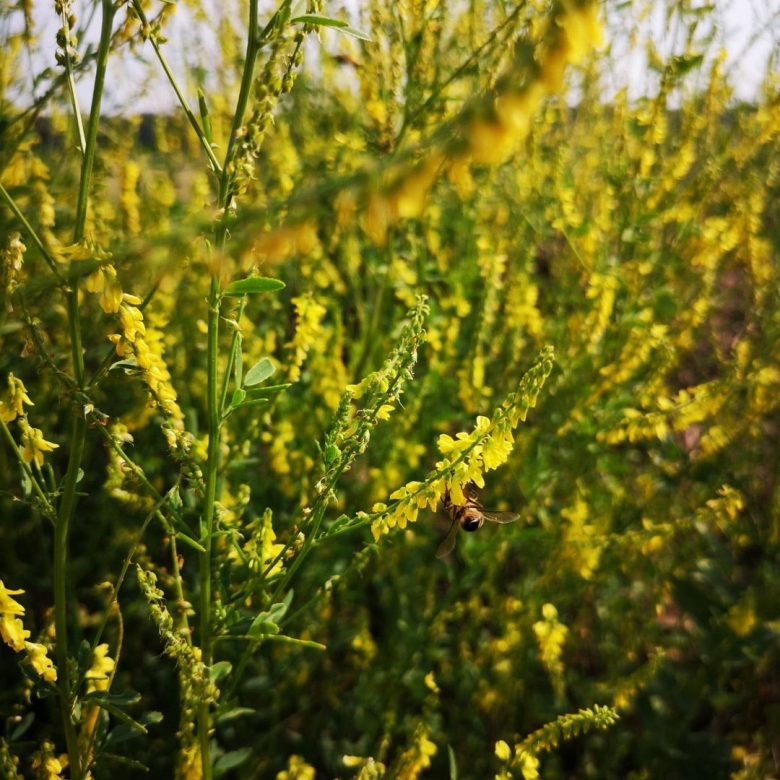 Донник желтый