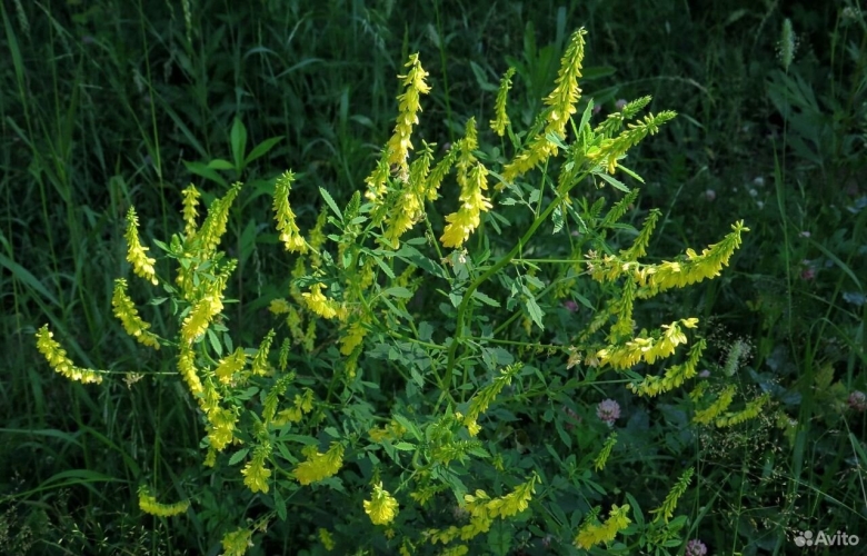 Донник желтый