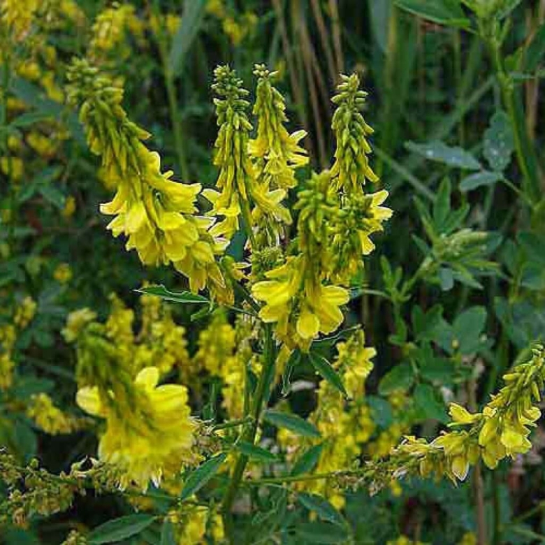 Донник лекарственный растение