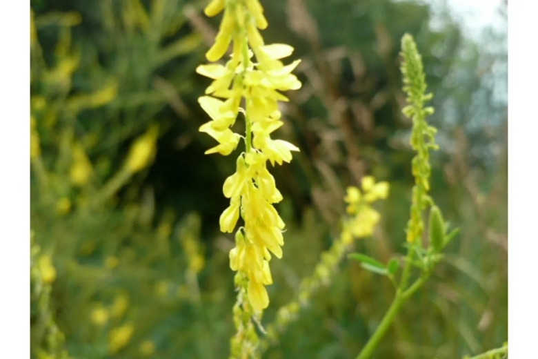 Донник сибирский