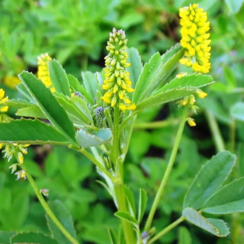 Донник лекарственный растение