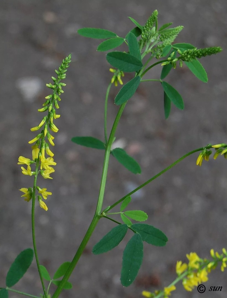 Донник лекарственный белый