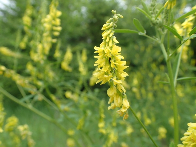 Melilotus officinalis