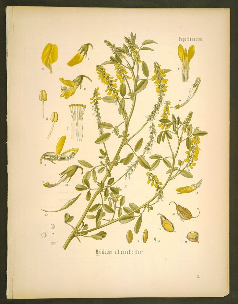 Донник лекарственный рисунок