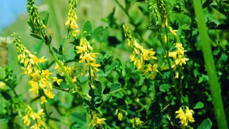 Донник буркун