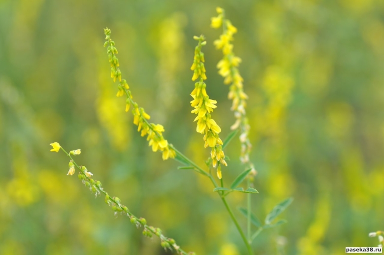 Донник буркун