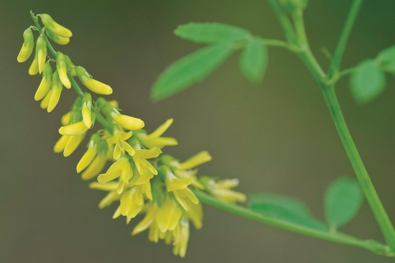 Донник желтый