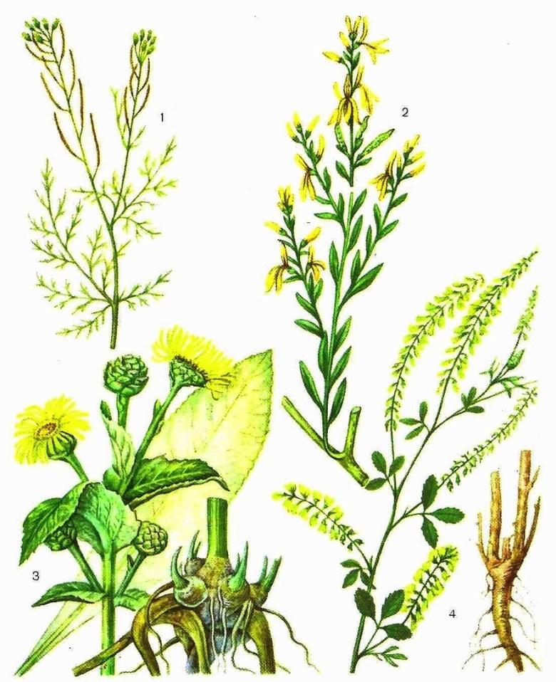 Донник лекарственный гербарий