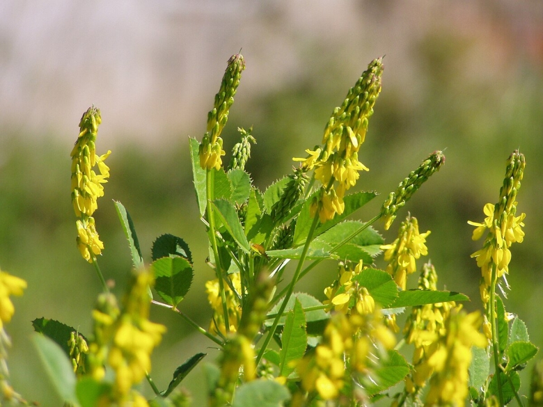 Донник melilotus officinalis
