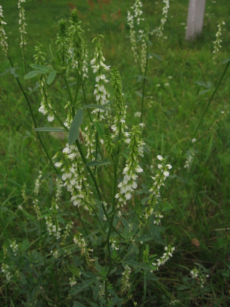 Донник белый