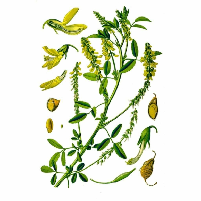 Донник лекарственный (melilotus officinalis)