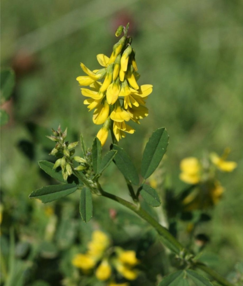 Донник буркун