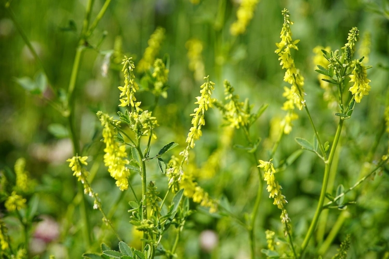 Донник melilotus officinalis